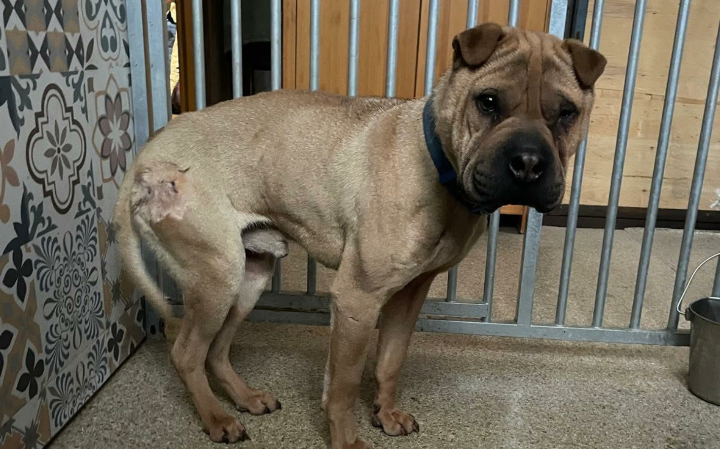 
        Pies rasy Shar Pei stoi w klatce, wygląda na smutnego.
    