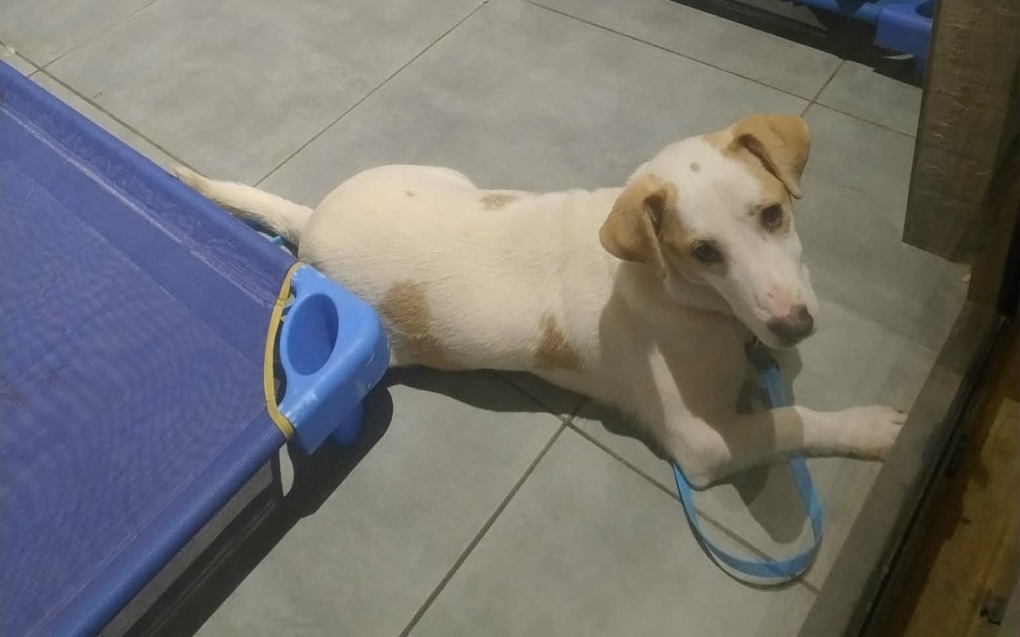 
        Szczeniak leżący na podłodze, z niebieską smyczą.
    