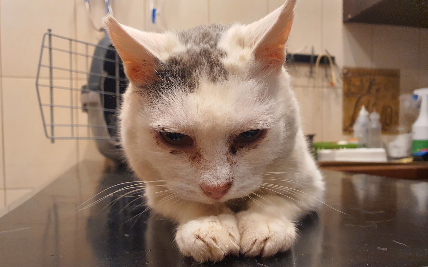 
        Kot leżący na stole, z wyrazem skupienia.
    