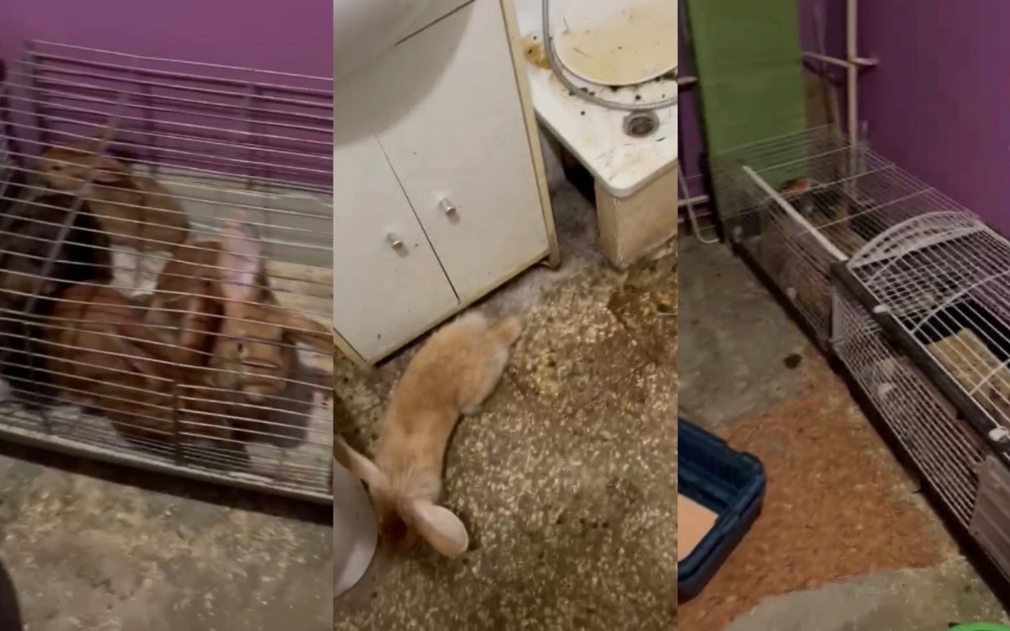 
        Klatka z królikami w niechlujnym pomieszczeniu.
    