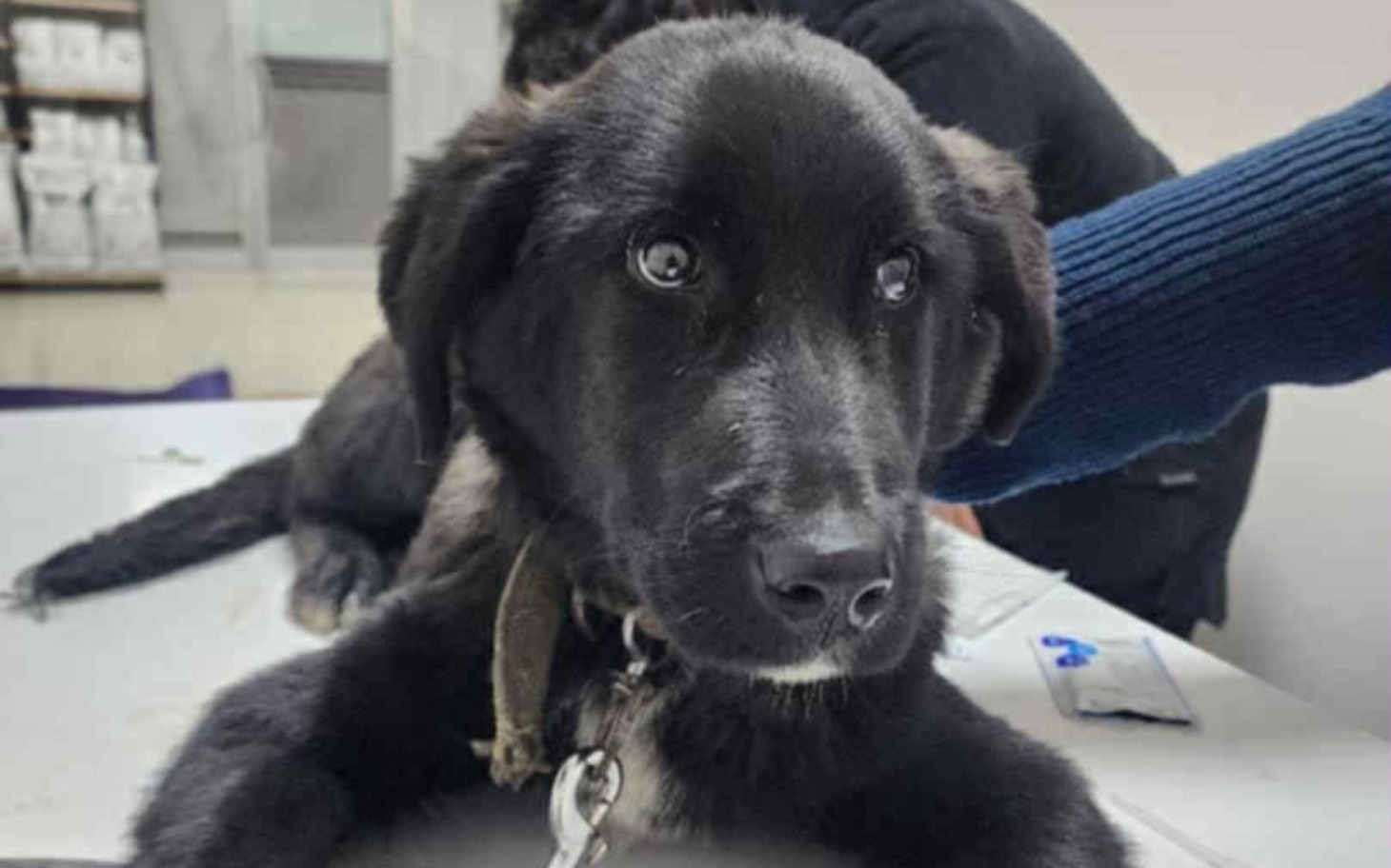 Szczeniak leżący na stole, z wyrazem ufności w oczach.