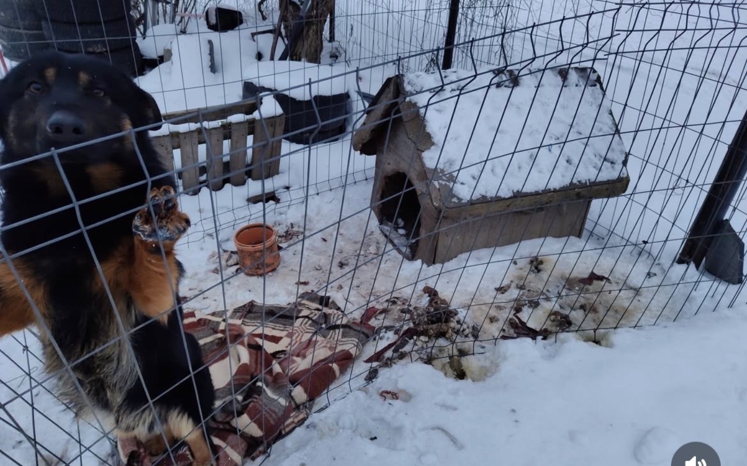 
        Pies w klatce, z nieprzyjemnym otoczeniem, potrzebujący pomocy.
    