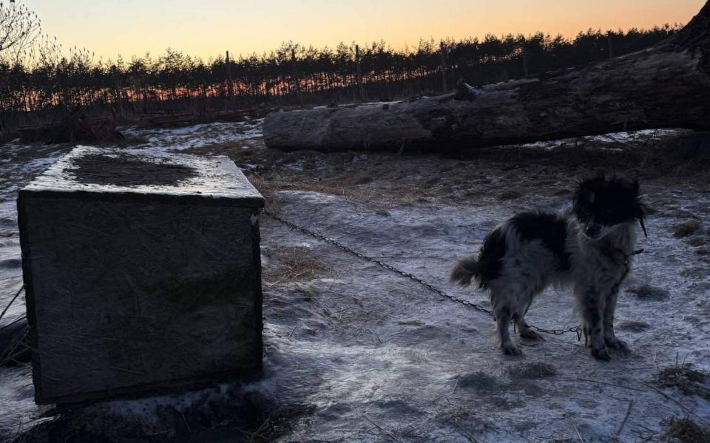 
        Pies na łańcuchu, stojący obok budy w zimowym otoczeniu.
    