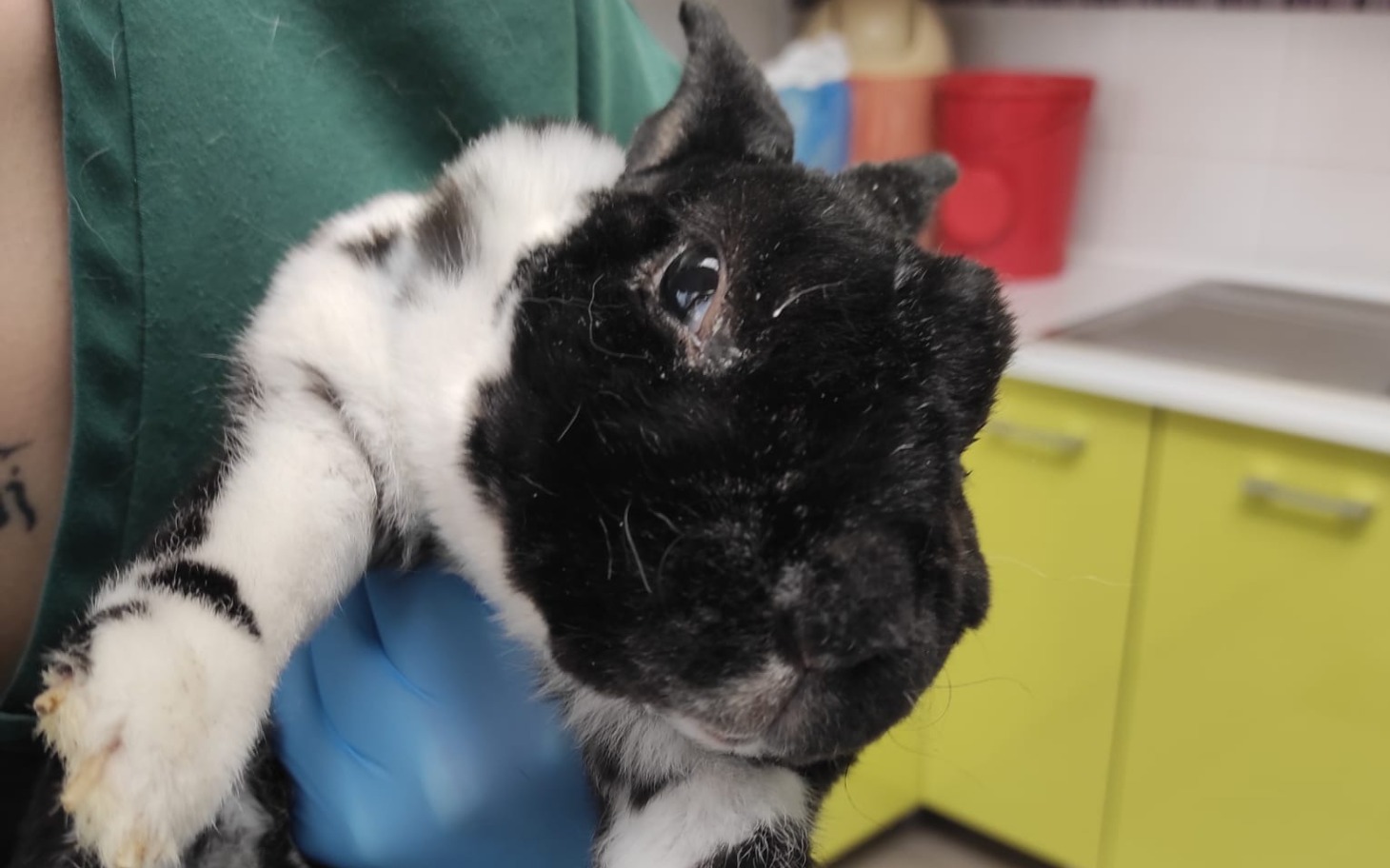 
        Czarny królik trzymany w rękach, z wyraźnymi oczami.
    