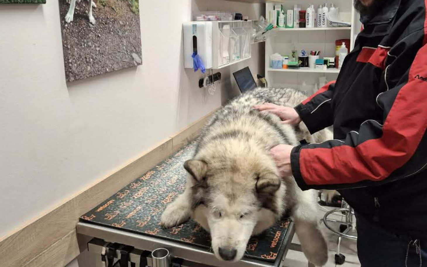 
        Pies w klinice weterynaryjnej, czeka na badanie.
    