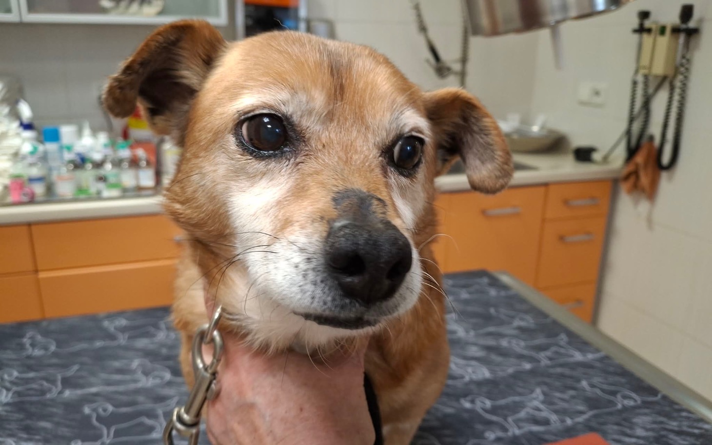 
        Pies w weterynarii, z ciekawym wyrazem twarzy.
    