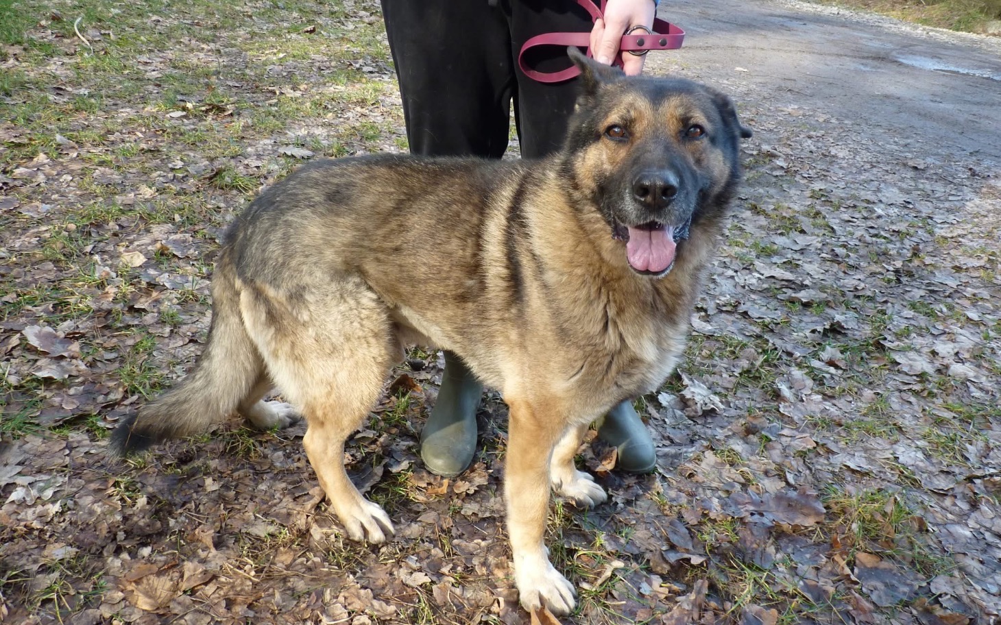 
        Pies na smyczy, uśmiechnięty, stoi na leśnej ścieżce.
    