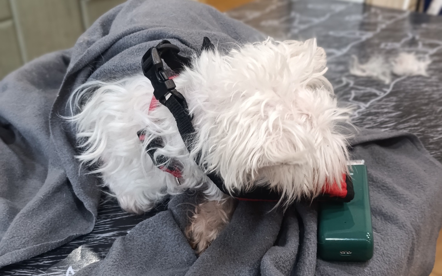 
        Mały pies owinięty w koc, odpoczywający na stole.
    