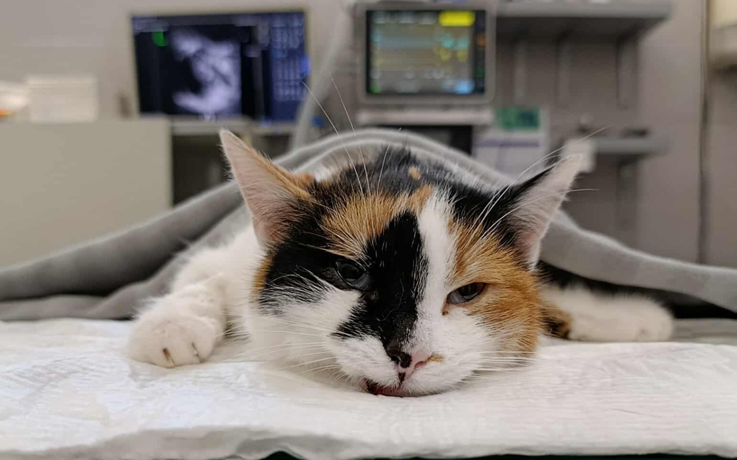 
        Kot leży na stole w klinice weterynaryjnej, przykryty kocem.
    