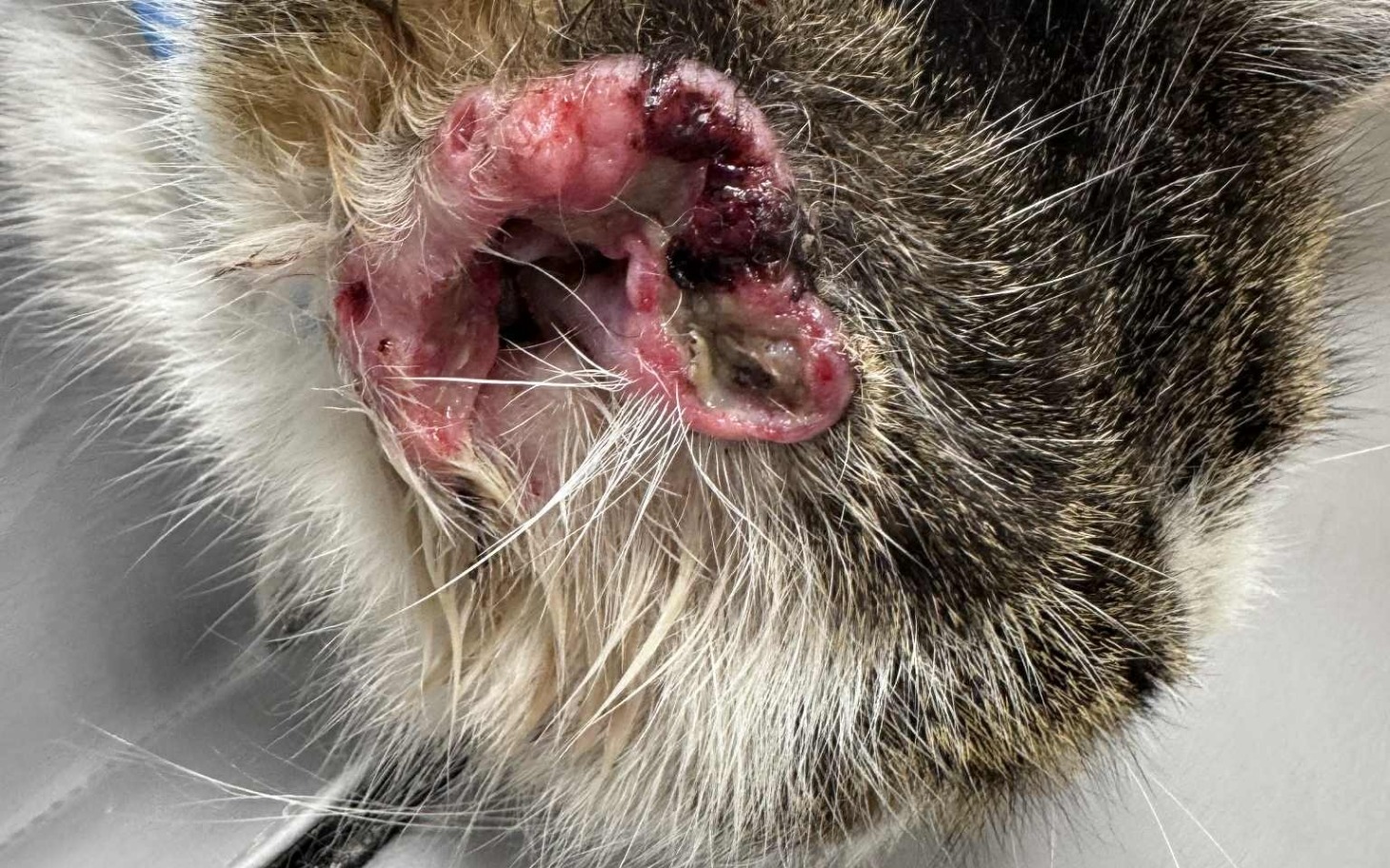 
        Zraniona głowa kota, widoczne rany i uszkodzenia.
    