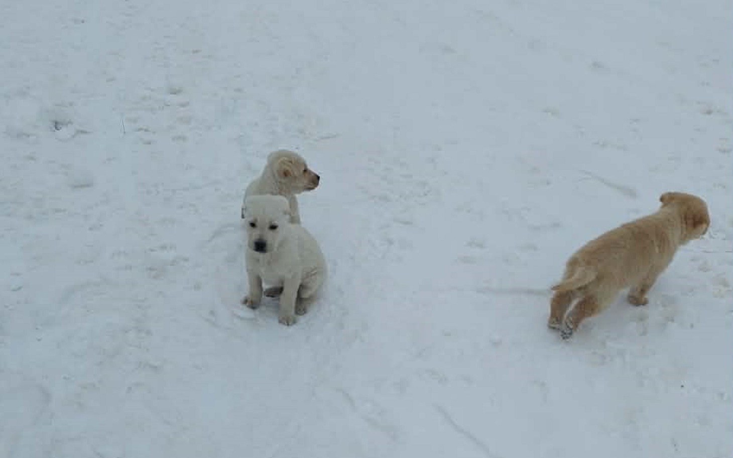 
        Szczeniaki bawiące się na śniegu, w zimowej scenerii.
    