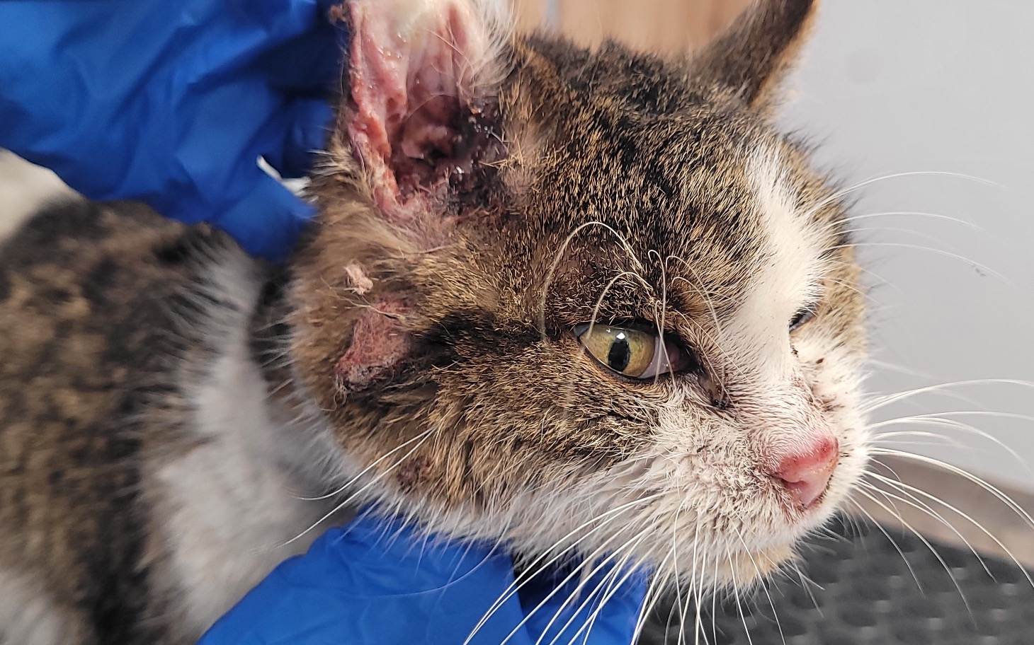 
        Kot z uszkodzoną małżowiną uszną, w rękach weterynarza.
    
