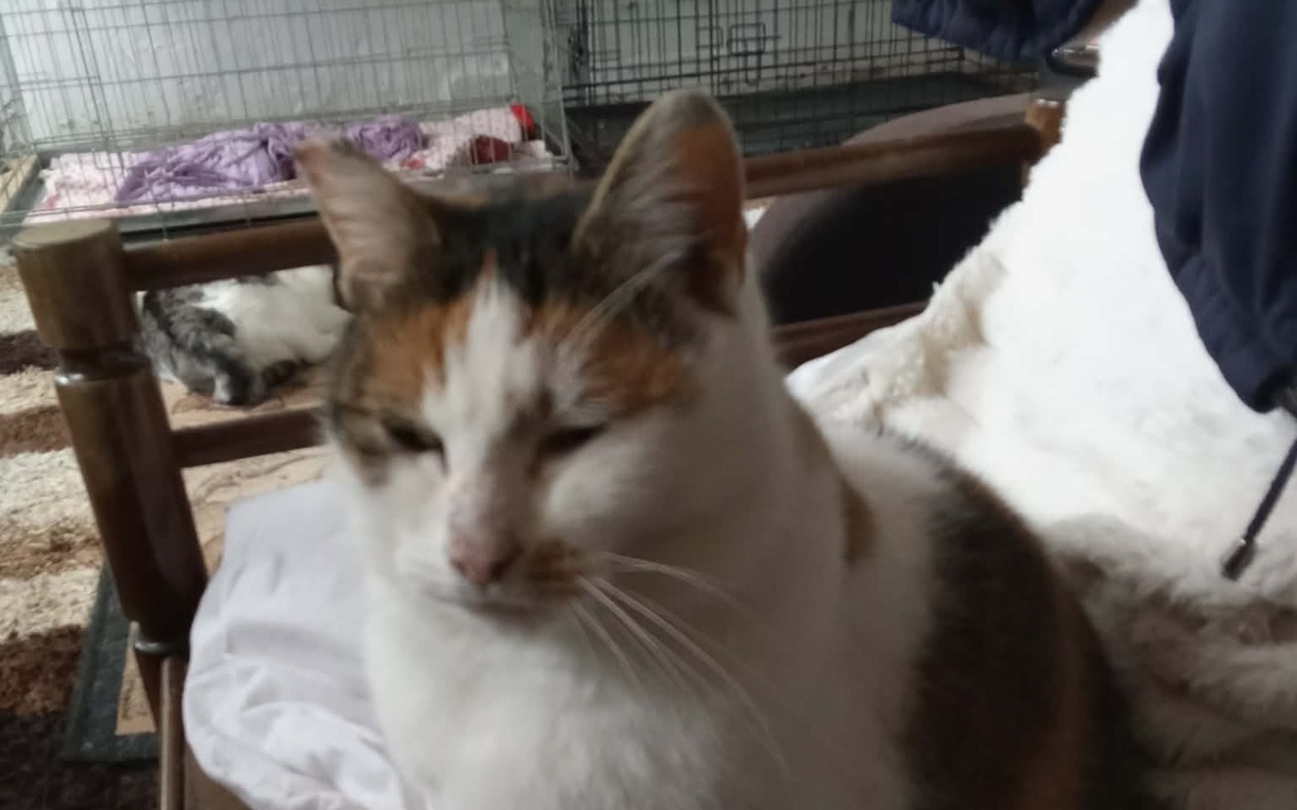 
        Kot siedzący na kanapie w schronisku dla zwierząt.
    