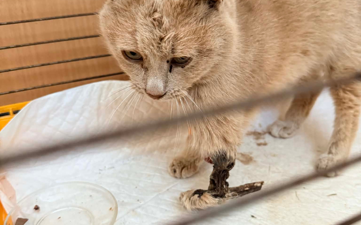 
        Kot z uszkodzoną łapą, wyglądający na zmartwionego.
    