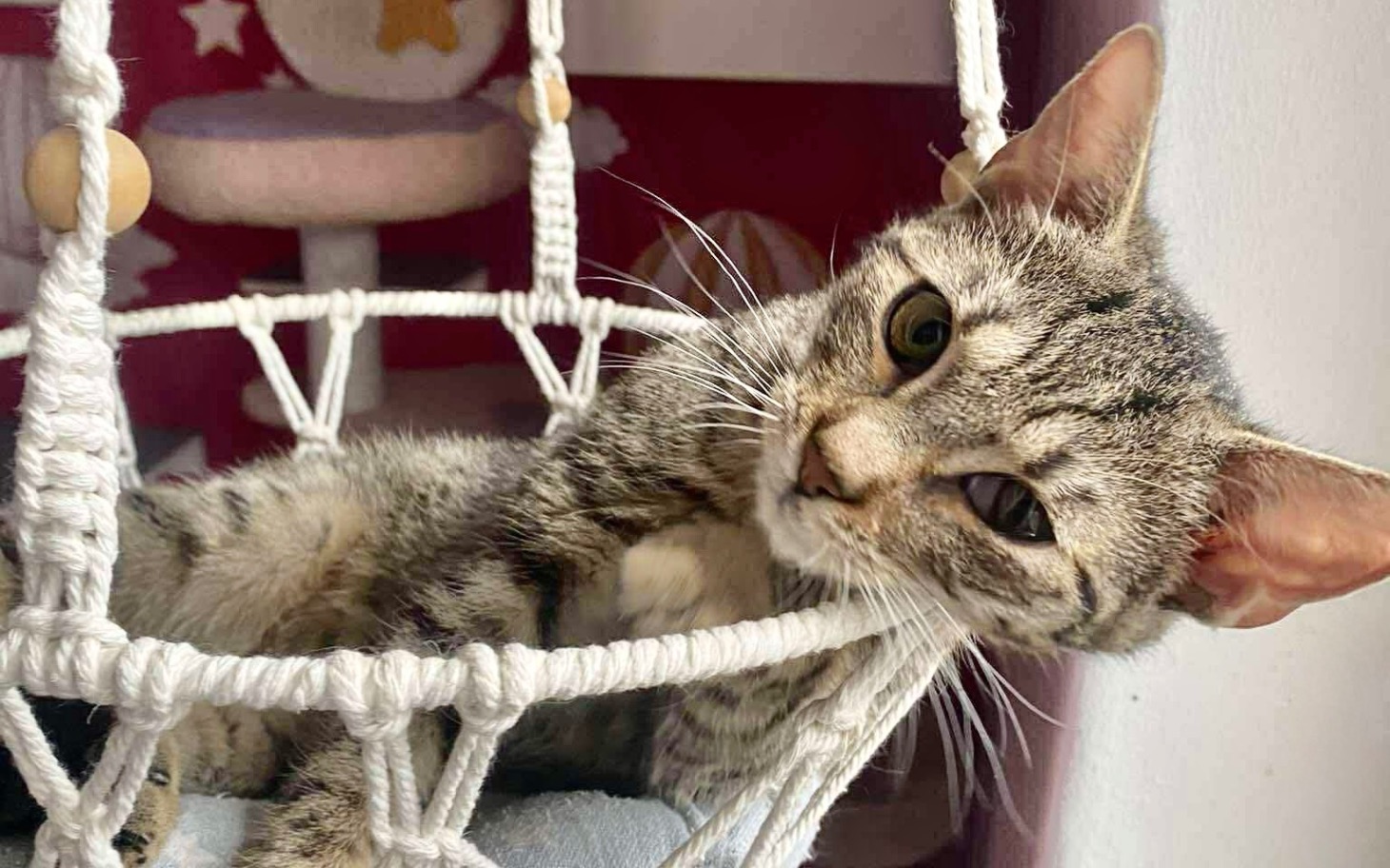 
        Kot leży w hamaku, wygląda na zrelaksowanego.
    