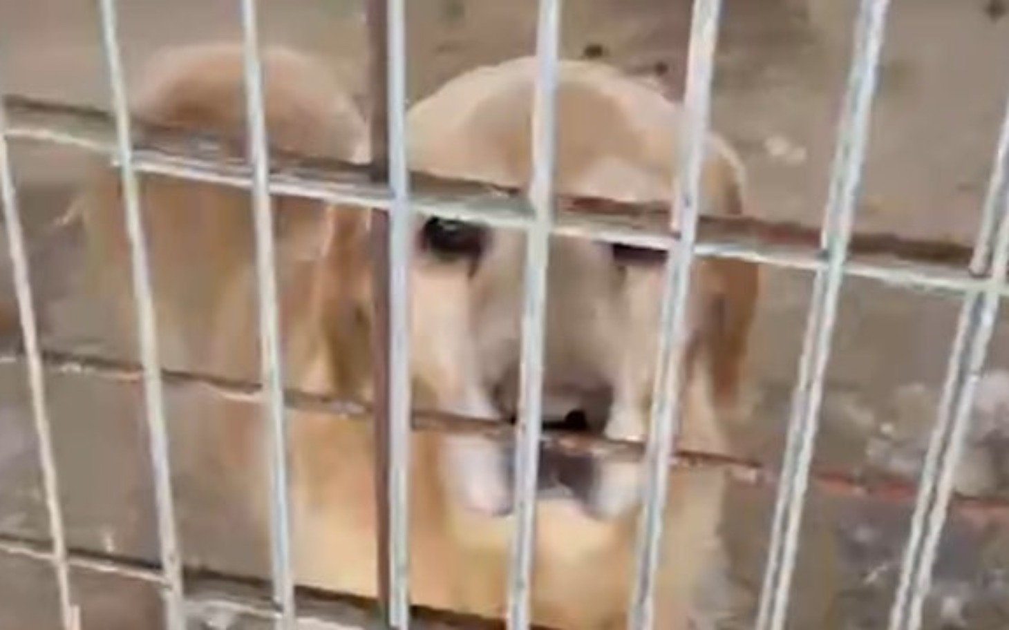 
        Złoty retriever patrzy smutno przez metalowe kraty.
    