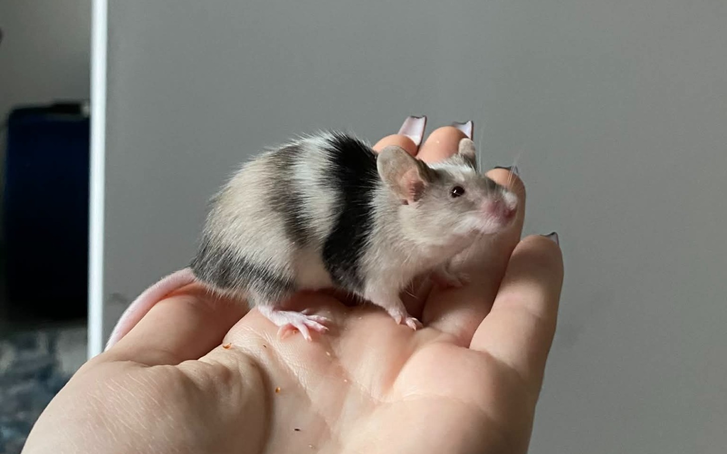 
        Mała mysz trzymana w dłoni, z charakterystycznym umaszczeniem.
    