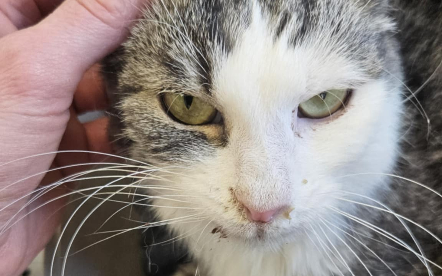 
        Kot z wyrazem twarzy, który szuka uwagi i pieszczot.
    