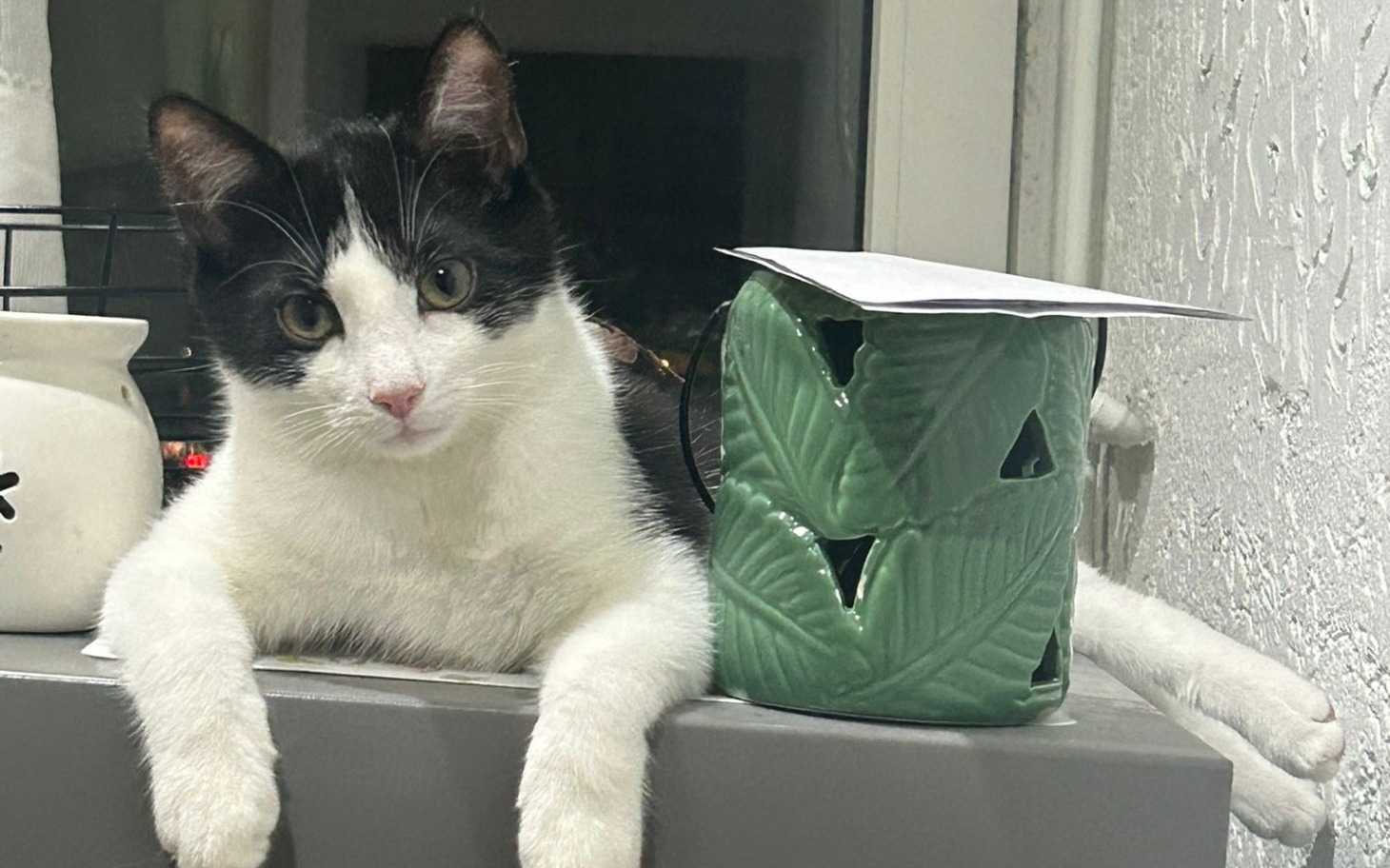 
        Kot leżący na stole obok zielonej doniczki.
    