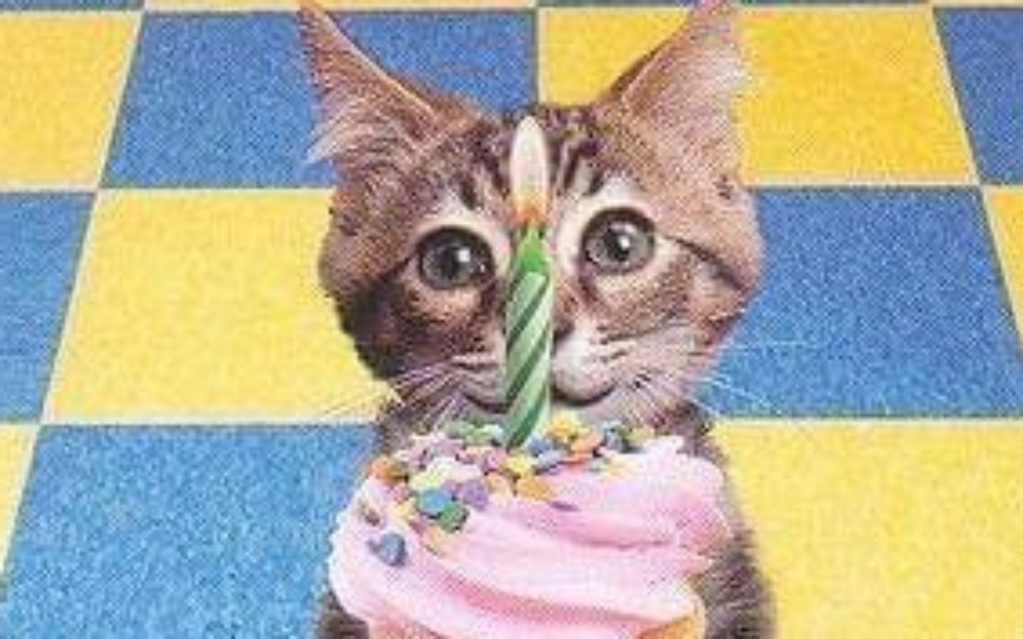 
        Kot z tortem urodzinowym, z świeczką na wierzchu.
    