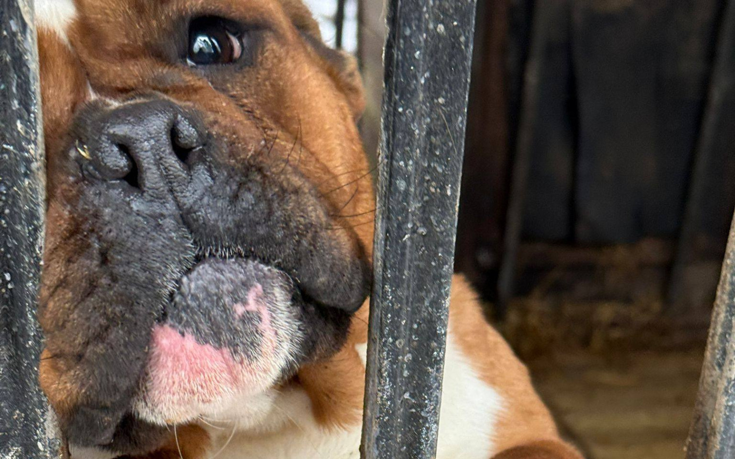 
        Pies za kratami, smutny i tęskniący za wolnością.
    
