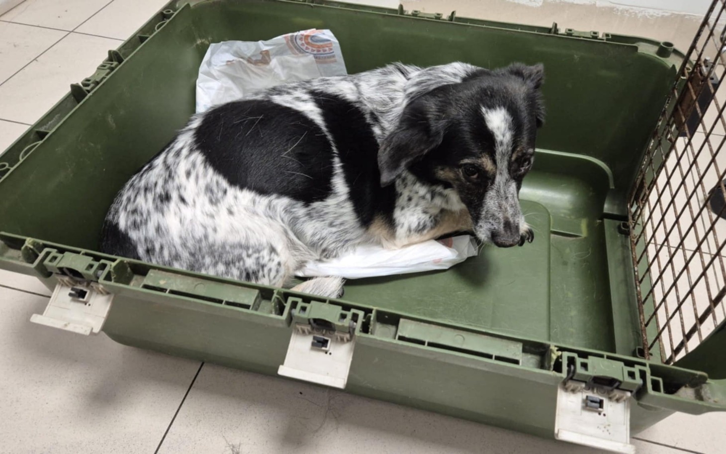 
        Pies leży w transporterze, wygląda na zmęczonego i zrelaksowanego.
    