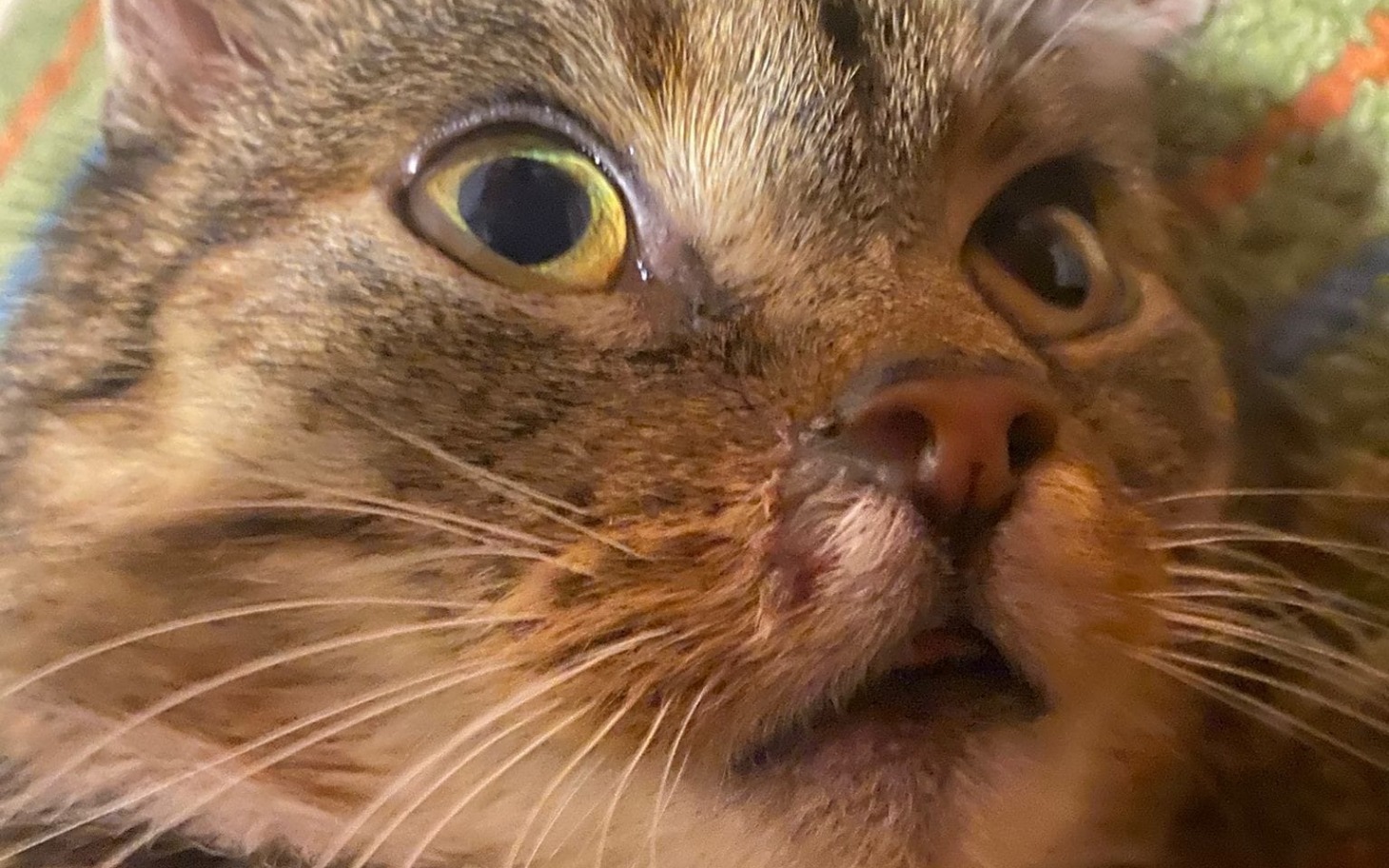 
        Zbliżenie na kota z dużymi oczami, wyrażającym zdziwienie.
    