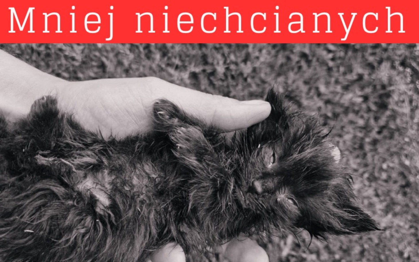 
        Mały kotek w rękach, apel o zmniejszenie liczby niechcianych zwierząt.
    