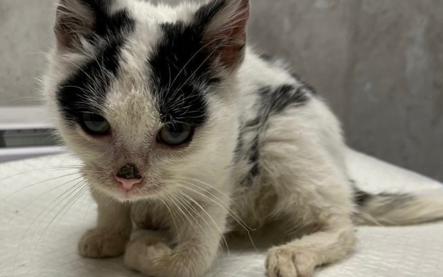 
        Mały kotek z czarnymi i białymi łatami.
    