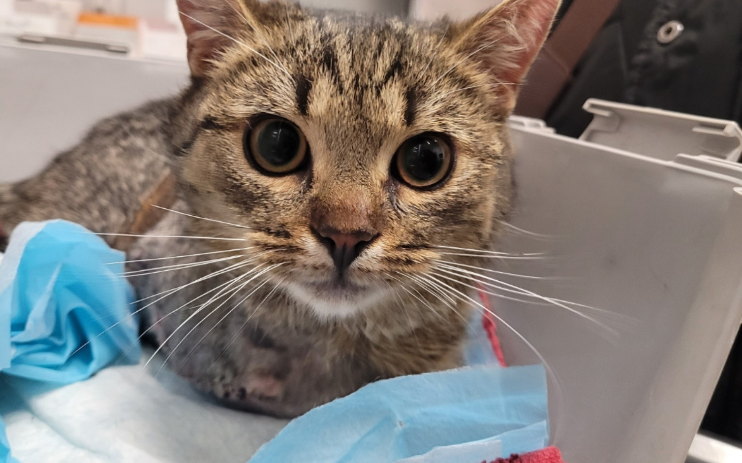 
        Mały kotek z dużymi oczami w transporterze.
    
