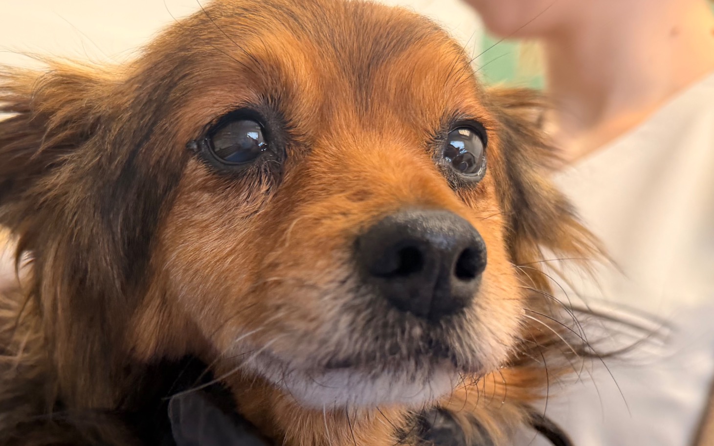 
        Zbliżenie na psa z wyrazistymi oczami.
    