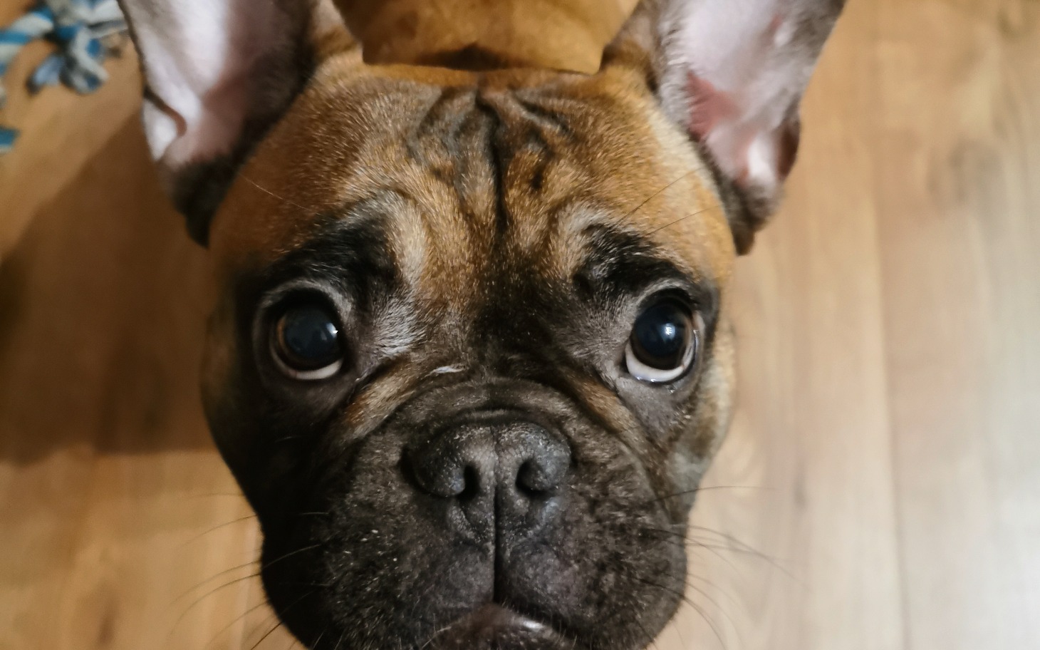 
        Bliskie ujęcie psa rasy buldog francuski.
    