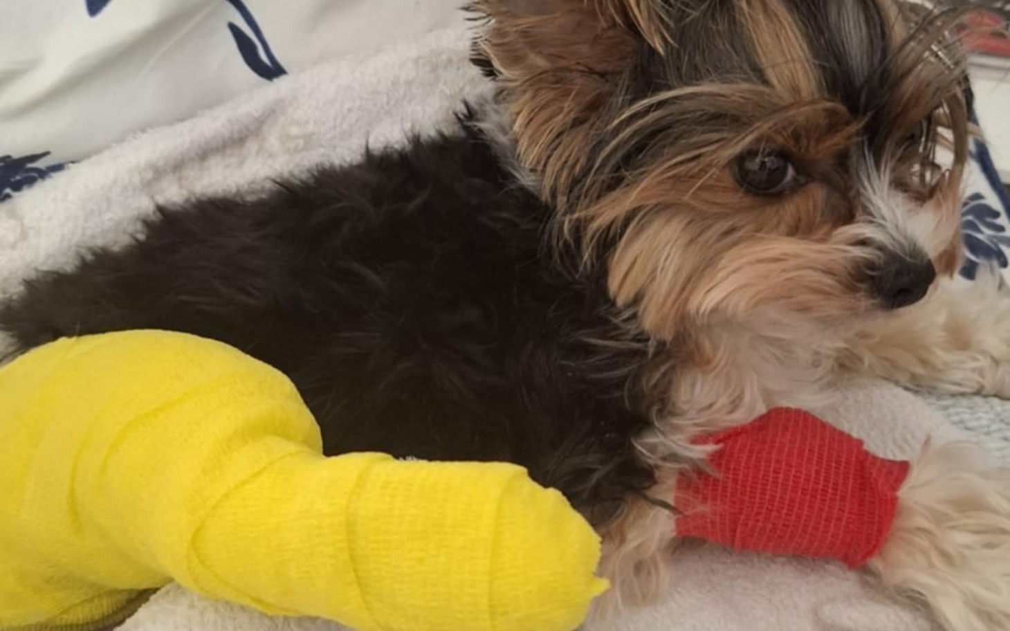 
        Mały piesek z opatrunkami na łapkach.
    