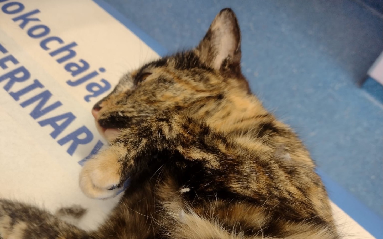 
        Kot leżący na stole weterynaryjnym, zrelaksowany.
    