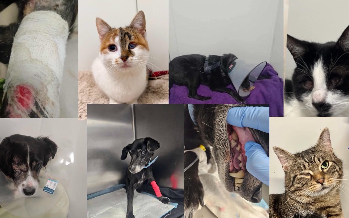 
        Zwierzęta po operacji, potrzebują wsparcia.
    