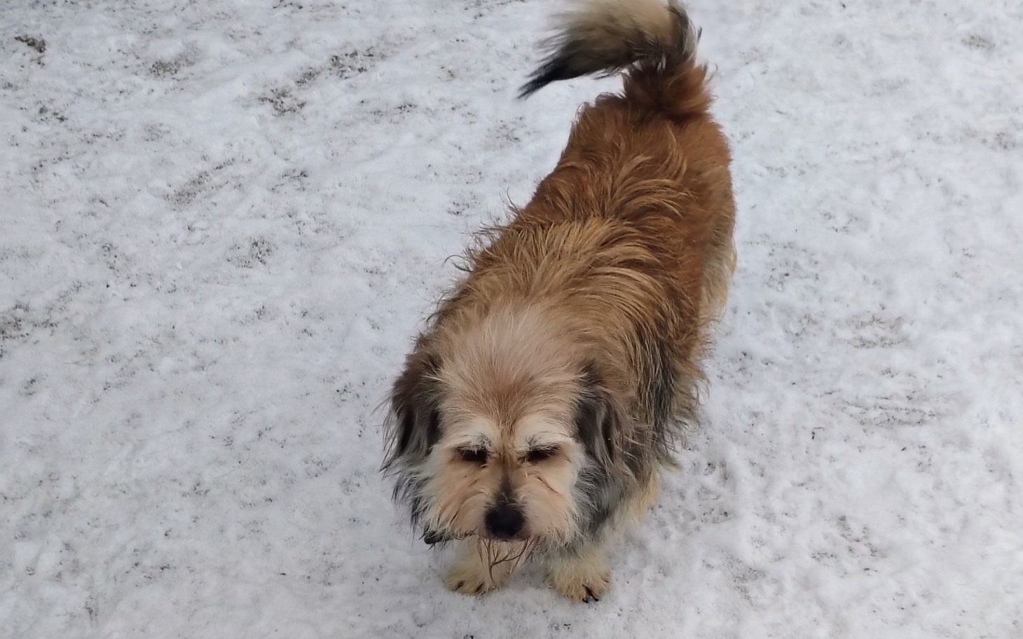
        Pies na śniegu, z brązowym futrem, bawi się w zimowej scenerii.
    