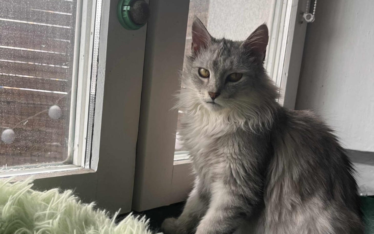 
        Kot siedzący przy oknie, patrzący na zewnątrz.
    