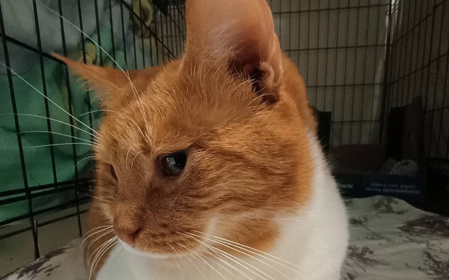 
        Rudy kot odpoczywający w klatce, z wyrazem spokoju na twarzy.
    