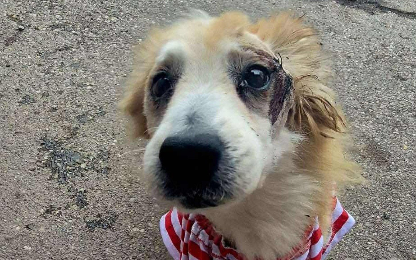 
        Pies z wyrazem smutku, w czerwonym ubraniu.
    