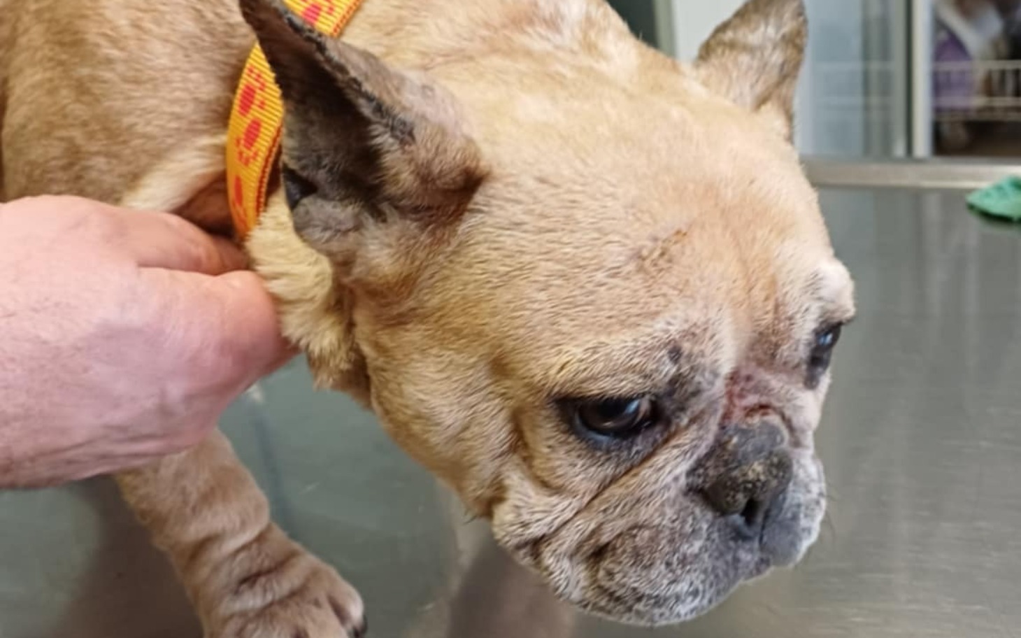 
        Pies rasy buldog francuski, z wyraźnym smutkiem w oczach.
    