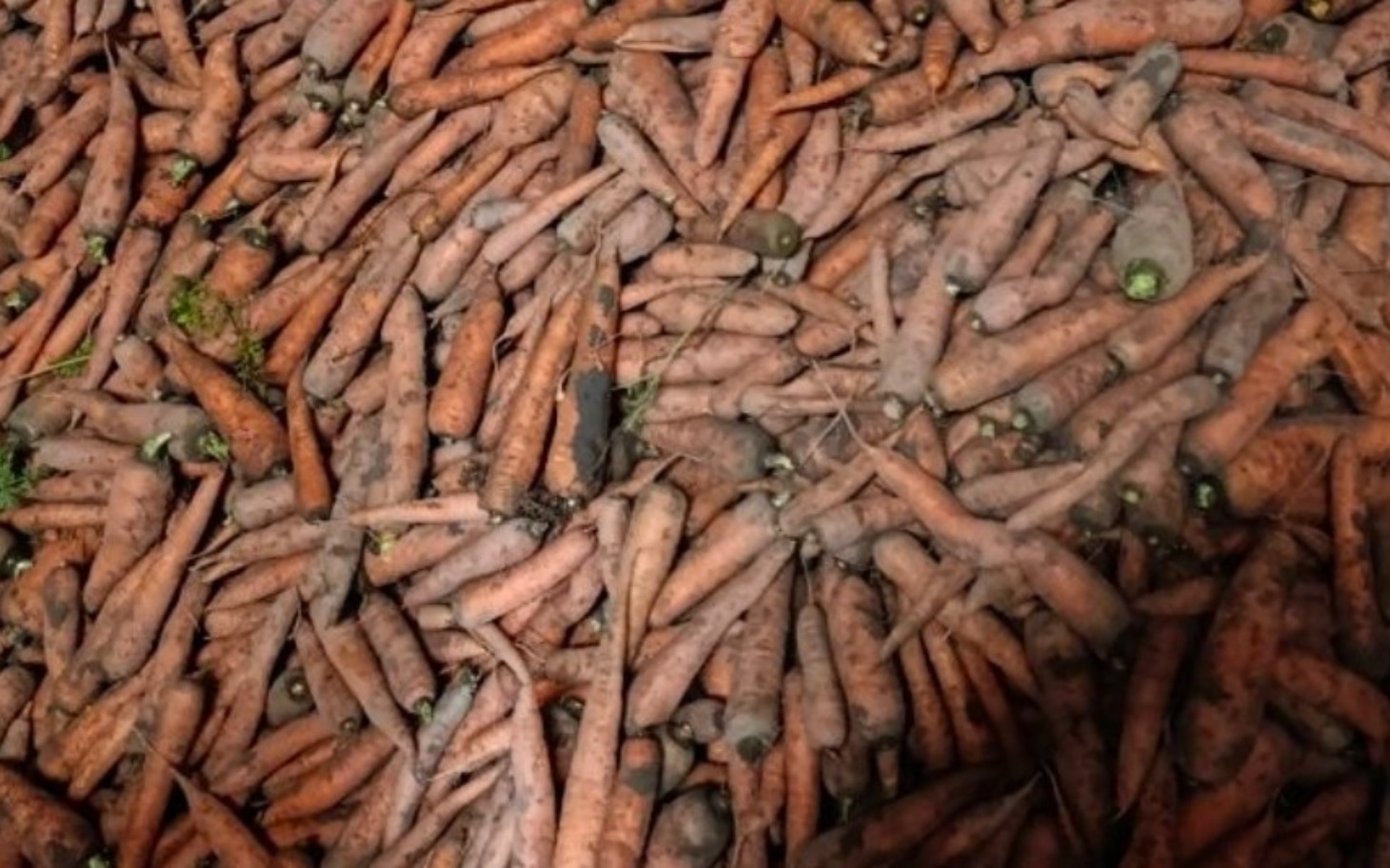 
        Ziemniaki leżące na ziemi, w dużej ilości.
    