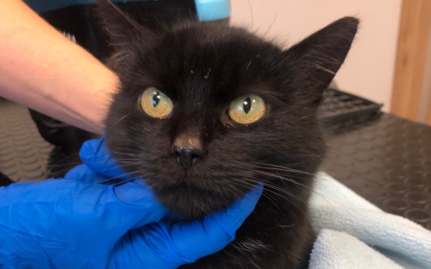 
        Czarny kot w rękach weterynarza, z niepokojem.
    