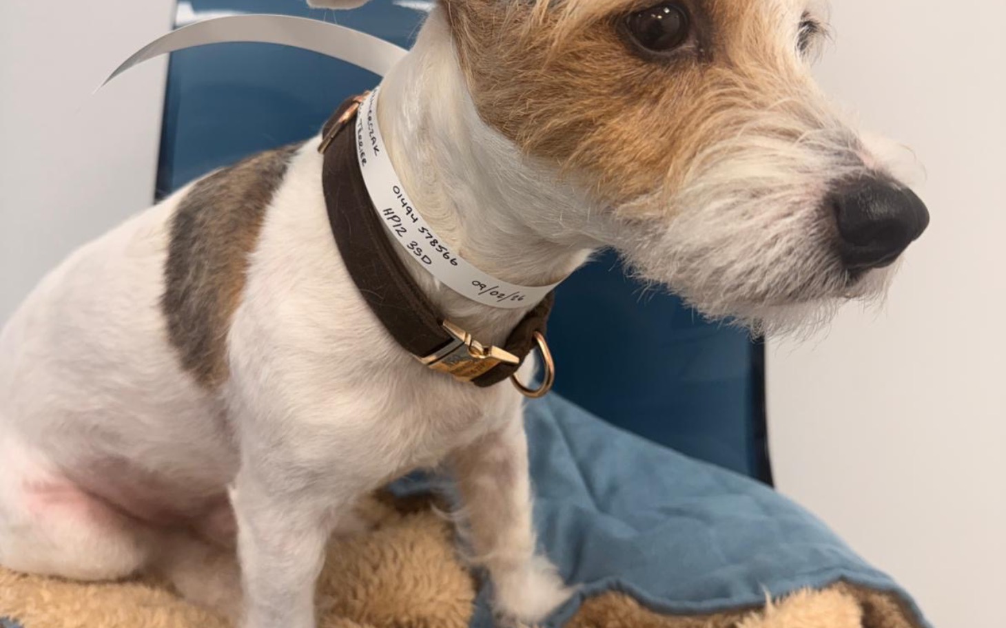 
        Pies rasy terier siedzi na niebieskim kocu, z zainteresowaniem patrzy w bok.
    