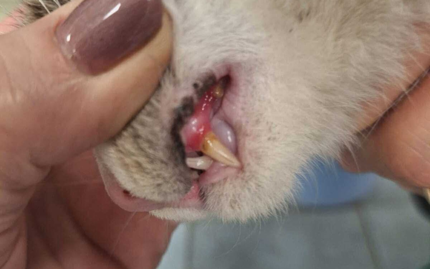 
        Zbliżenie na zęby psa, widoczny stan zapalny w jamie ustnej.
    