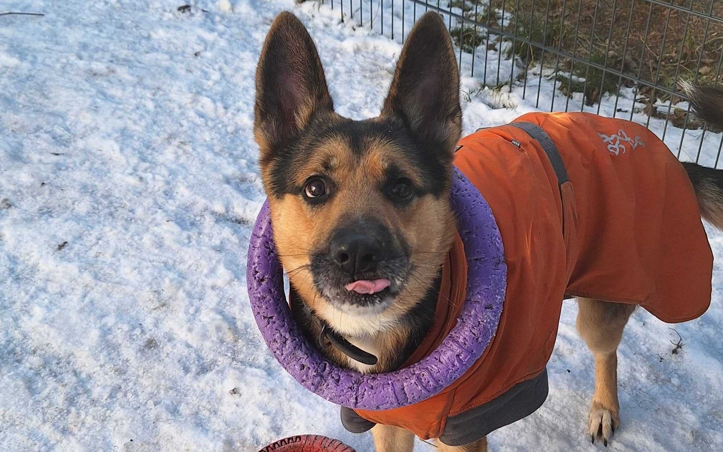 
        Pies w pomarańczowej kurtce, z obręczą na szyi.
    