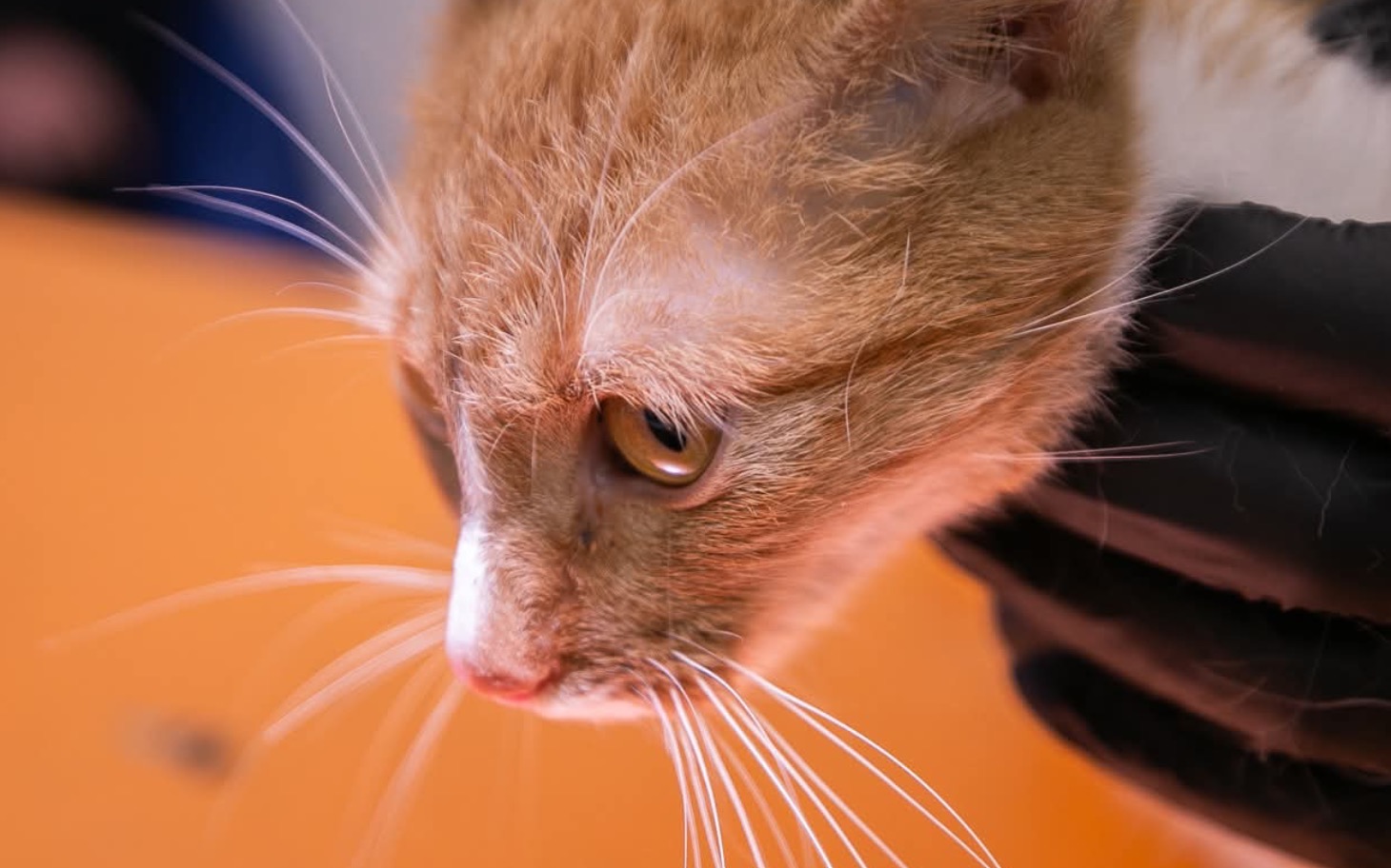 
        Kot z brązowym futrem, skupiony na otoczeniu.
    