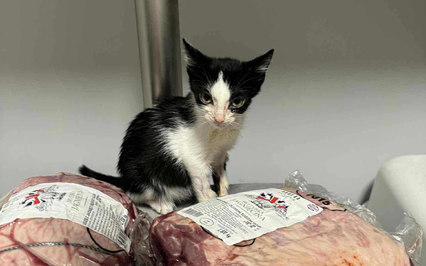 
        Mały czarno-biały kotek siedzący na opakowaniach mięsa.
    