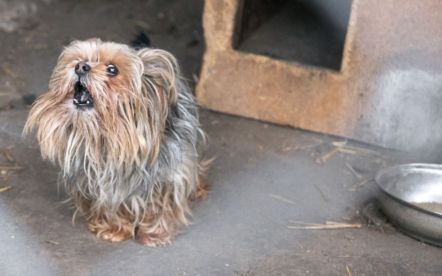 
        Mały pies szczekający w schronisku.
    