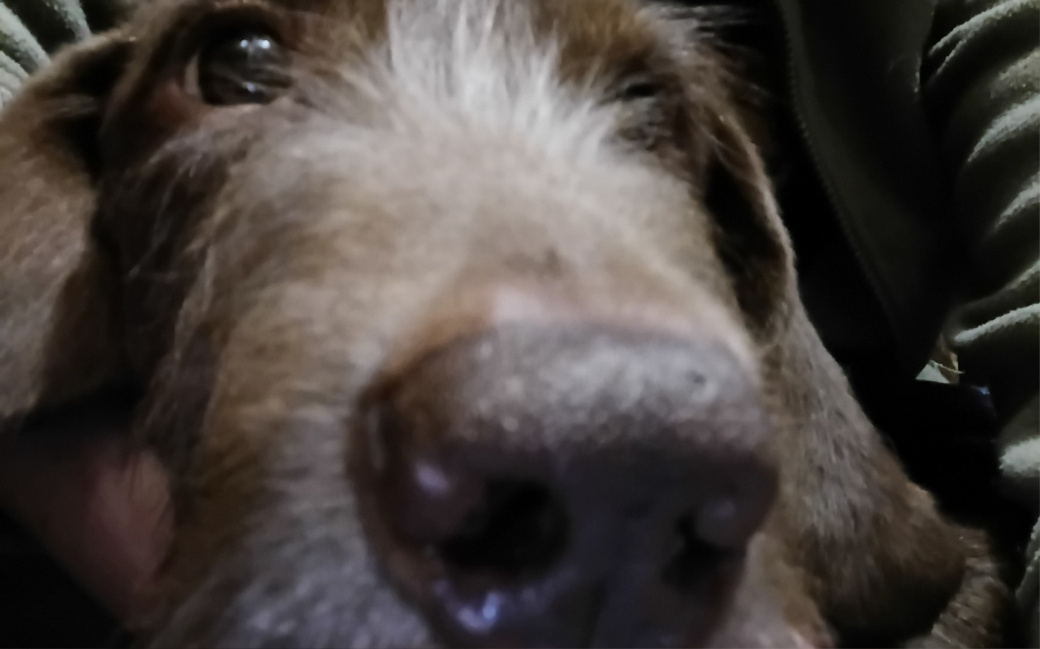 
        Zbliżenie na nos brązowego psa.
    