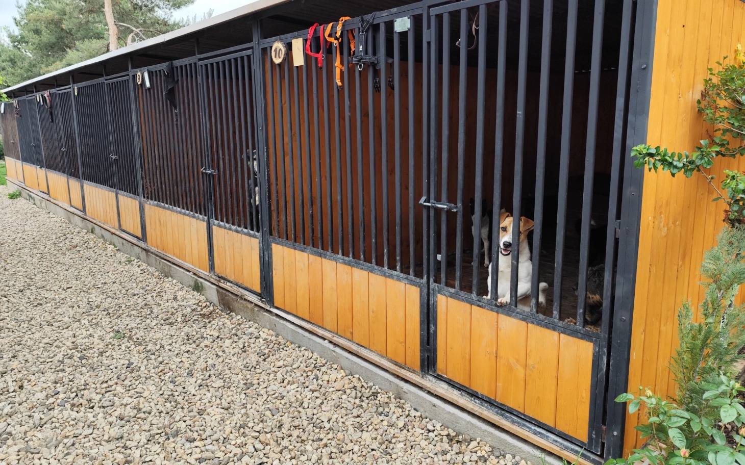 
        Psy w boksach czekają na adopcję w schronisku.
    